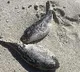 Hundreds Of Sea Creatures Deadlier Than Cyanide Found Washed Up On Beach