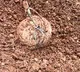 Naxals blasts landmine in Chhattisgarh