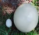 Huge egg of Ostrich bird sufficient food for fifteen members