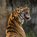 2 killed in tiger attack in Chandrapur