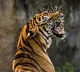 2 killed in tiger attack in Chandrapur
