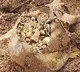 Treasure pot found in Pembarti village in Janagam district