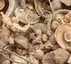 Old Landlords Want Share in Treasure in Pembarthi