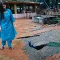 Peacock Attack on Heroin Video goes Viral