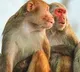 Two Arrested who used Monkeys for Theft