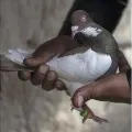 FIR against pigeon caught carrying suspicious white paper near Pakistan border