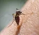 13 Dengue Cases Recorded In Delhi