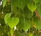 Sit under pipal tree for oxygen helpless Covid patients in UPs Prayagraj told by police