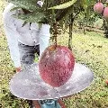 Colombian farmers set Guinness record with huge mango