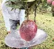 Colombian farmers set Guinness record with huge mango