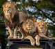 Lions in Hyferabad Zoo suffers with corona type symptoms