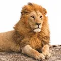 Lions in Hyderabad zoo affected with Sars cov 2