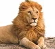 Lions in Hyderabad zoo affected with Sars cov 2