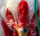 chicken prices fall