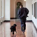 obama dog dies