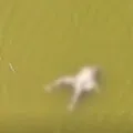 Dozens of bodies float in Yamuna in UP locals in Hamirpur panic fearing Covid