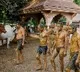 Doctors warns about cow dung therapy for corona