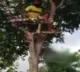 After tested corona positive BTech student shifted upon a tree for isolation