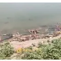 More dead bodies found at banks of Ganga river