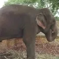elephant mittu will be released on parole in varanasi