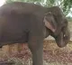 elephant mittu will be released on parole in varanasi