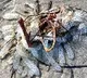 Mystery mass identified at a beach in North Carolina