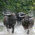 Wild Buffaloes coming out from forest in east godavari district