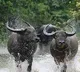 Wild Buffaloes coming out from forest in east godavari district