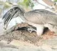 indian grey hornbill caught on camera in nallamala forest