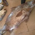 Pakistan fisherman catches rare Croaker Fish and became rich