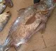 Pakistan fisherman catches rare Croaker Fish and became rich