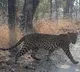 Leopard wandering in the suburban colonies of Tirupati