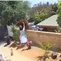 Girl fights with bear to rescue her pet
