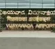 Foreign flight services restarts from Vijayawada