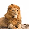 Lion in Tamil Nadu dies with Corona