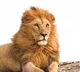 Lion in Tamil Nadu dies with Corona