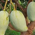 noorjahan mango rate 1000