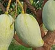 noorjahan mango rate 1000