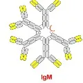 Nasal Spray with Hybrid Antibodies effective against 20 Covid Variants