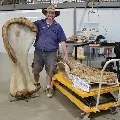 World biggest dinosaur species