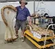 World biggest dinosaur species