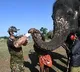 Tamilnadu forest officials collects samples from elephants in Madumalai Tiger Reserve