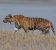 Tiger Travels 100 Km In 4 Months To Reach Bangladesh