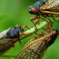 A small insect delayed the plane of bidens journo teams plane