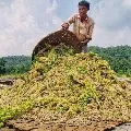 Rythubandhu funds will be released in Tealangana