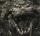 Crocodile named Osama killed so many people in Uganda