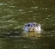 Water Dogs at Guntur Uppalapadu Bird Sanctuary