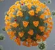 New Delta plus variant of SARS CoV 2 identified