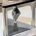 Moon rock from 1972 adorns US President Joe Bidens Oval Office