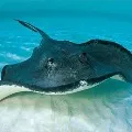 Huge Sting Ray fish caught by fishermen at Machilipatnam